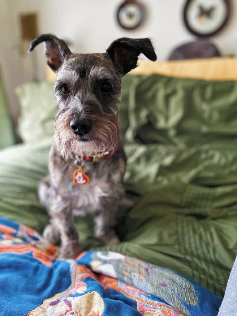 Adelaide, a Miniature Schnauzer and Boston Terrier mix tested with EmbarkVet.com