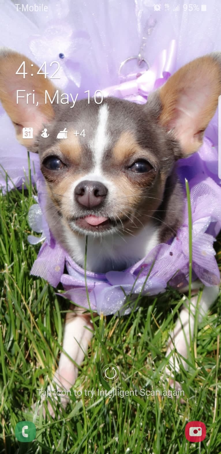Violet, a Chihuahua tested with EmbarkVet.com