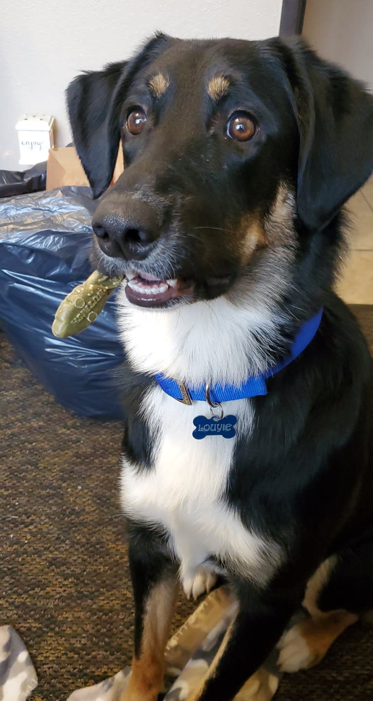 Louyie, a Border Collie and Labrador Retriever mix tested with EmbarkVet.com