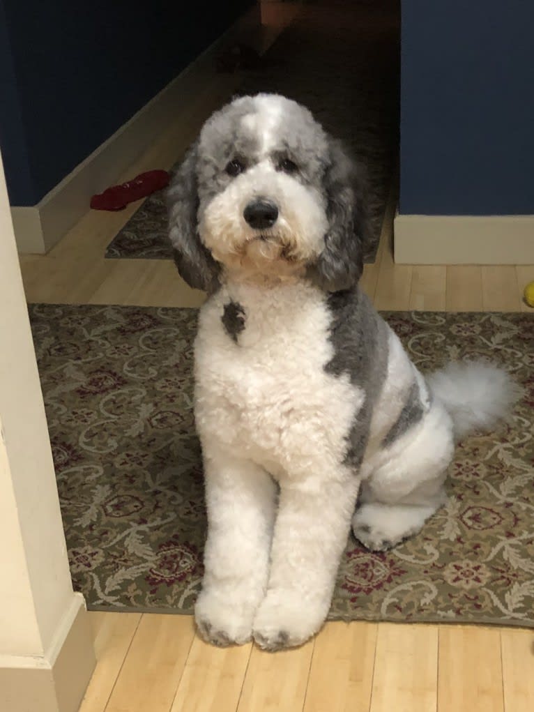 Beau, a Poodle (Standard) and Bulldog mix tested with EmbarkVet.com