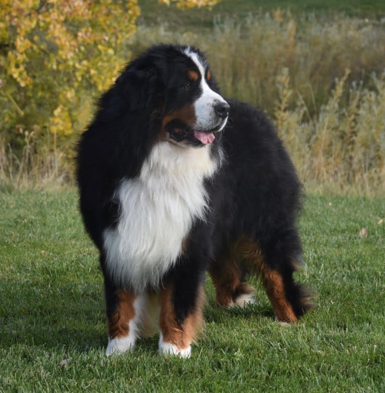 Wally, a Bernese Mountain Dog tested with EmbarkVet.com