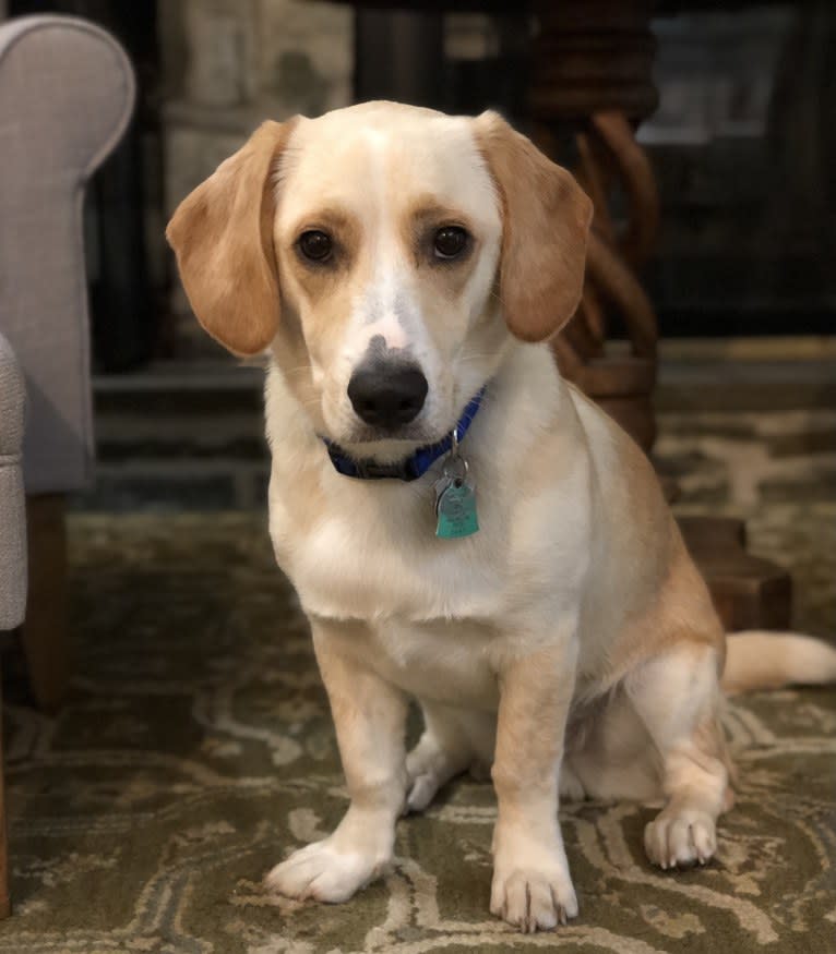 Charlie, an Australian Shepherd and Boxer mix tested with EmbarkVet.com