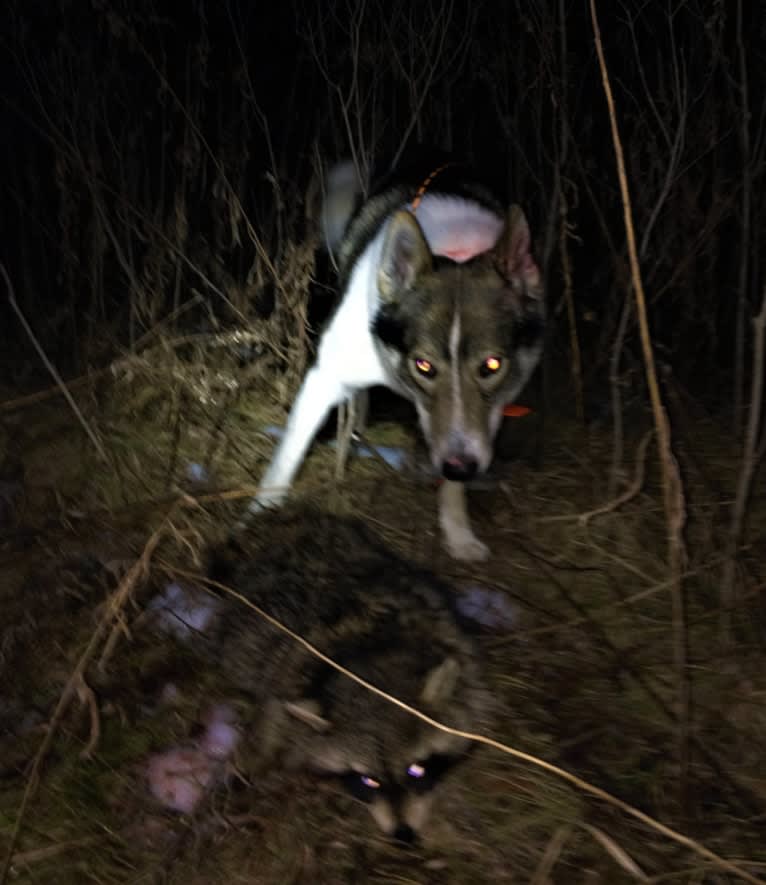 Flint, a West Siberian Laika tested with EmbarkVet.com