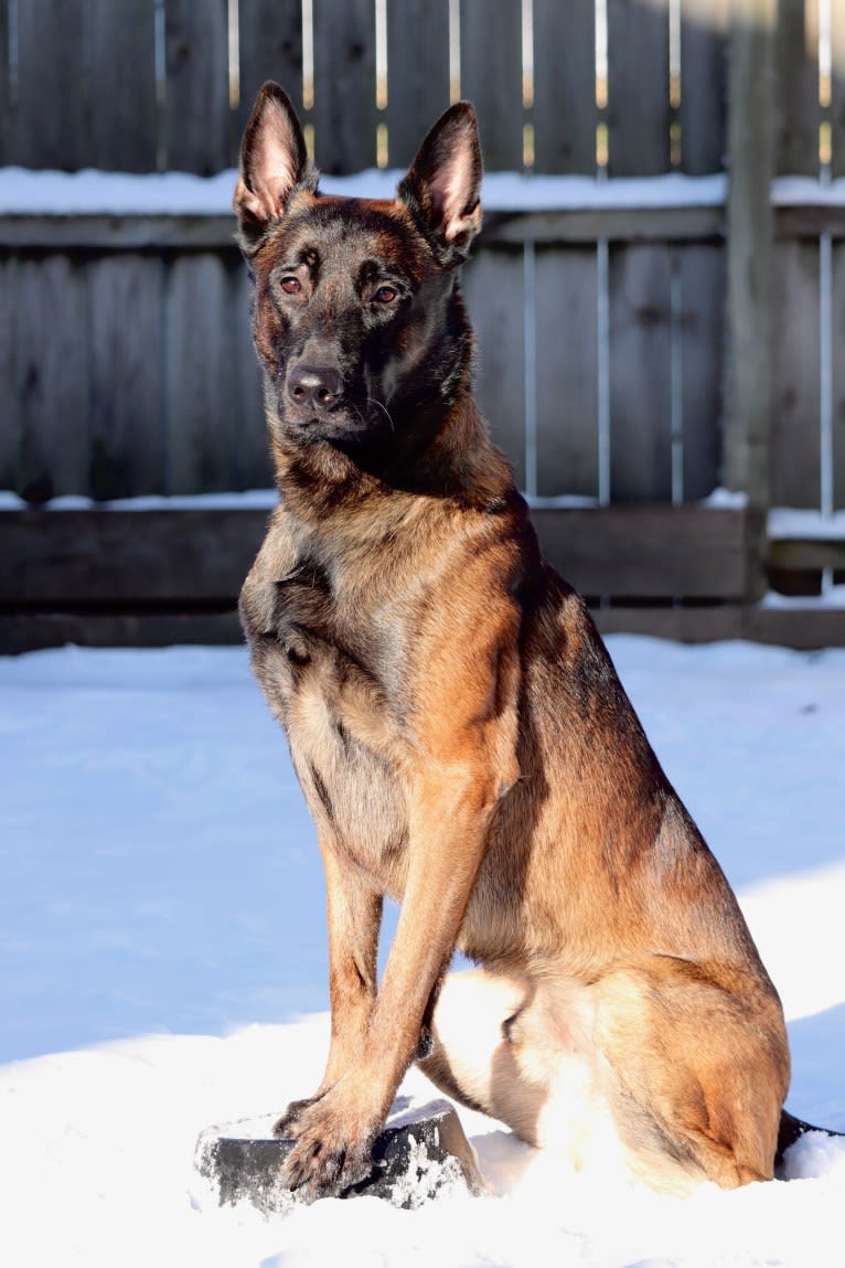 Valor, a Belgian Shepherd tested with EmbarkVet.com