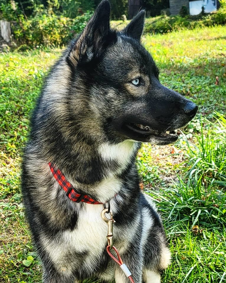 Kane, a Siberian Husky tested with EmbarkVet.com