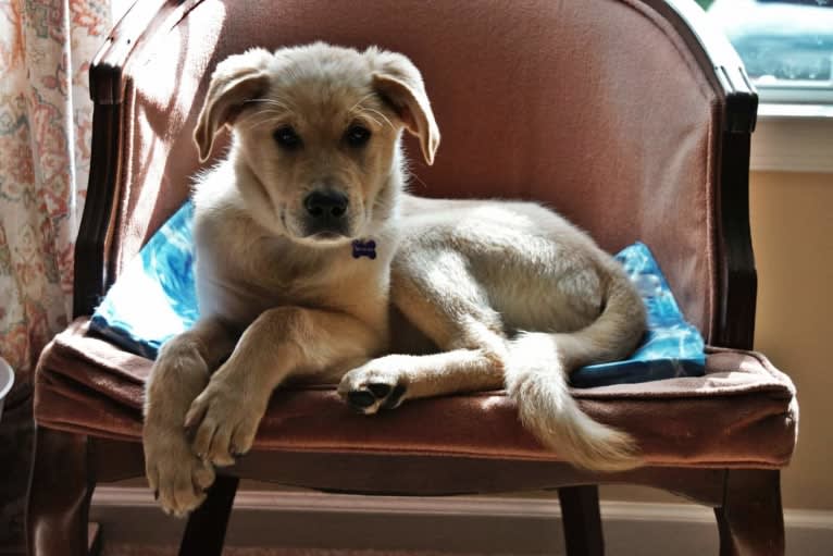 Chloe, a Great Pyrenees and Australian Shepherd mix tested with EmbarkVet.com