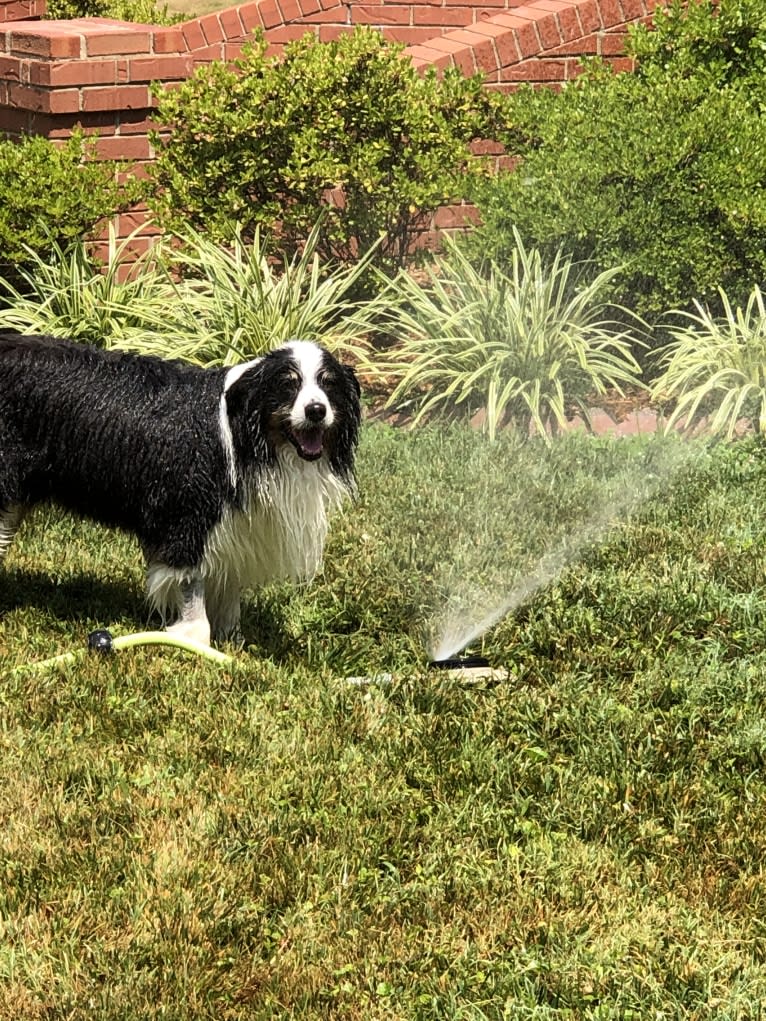 Tucker, an Australian Shepherd tested with EmbarkVet.com