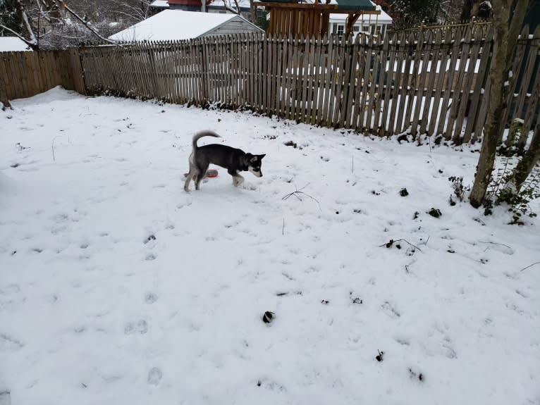 Rocket, a Siberian Husky and Alaskan Malamute mix tested with EmbarkVet.com