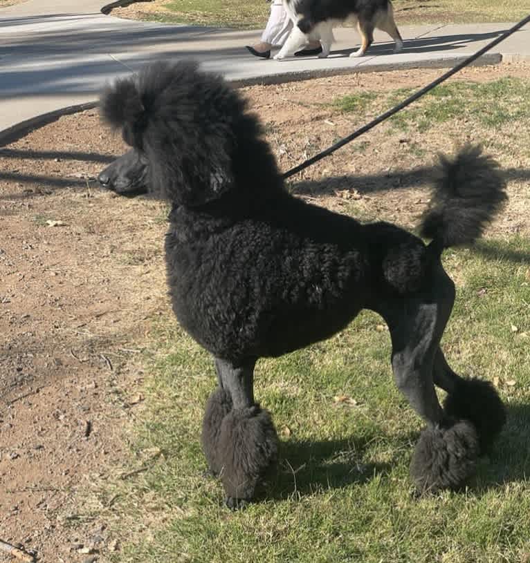 Desert Diamond's Black Pearl, a Poodle (Standard) tested with EmbarkVet.com