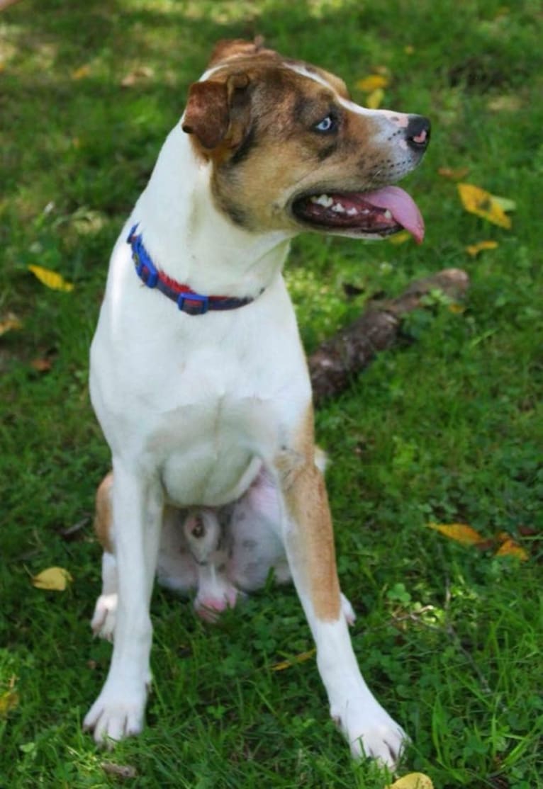 Thor, a Boston Terrier and Siberian Husky mix tested with EmbarkVet.com