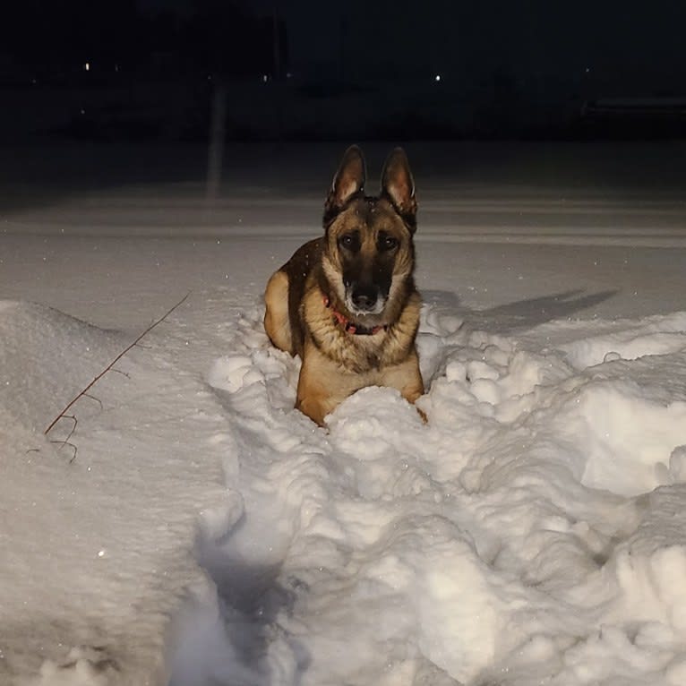 Parker, a German Shepherd Dog and Belgian Malinois mix tested with EmbarkVet.com