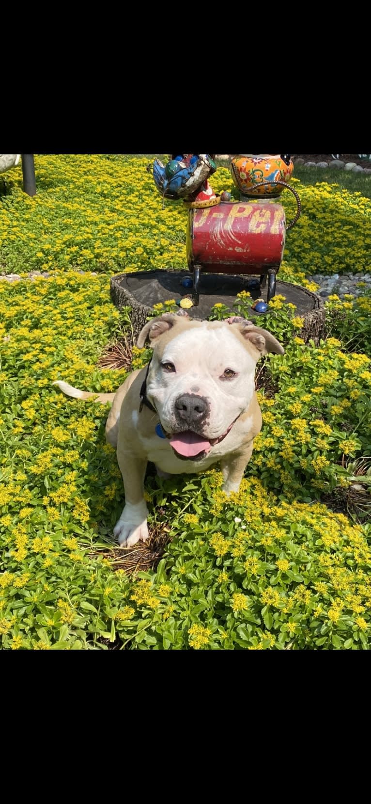 Rambo, an American Bully tested with EmbarkVet.com