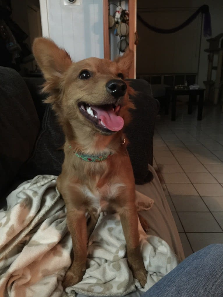 Ruby, a Rat Terrier and Australian Cattle Dog mix tested with EmbarkVet.com