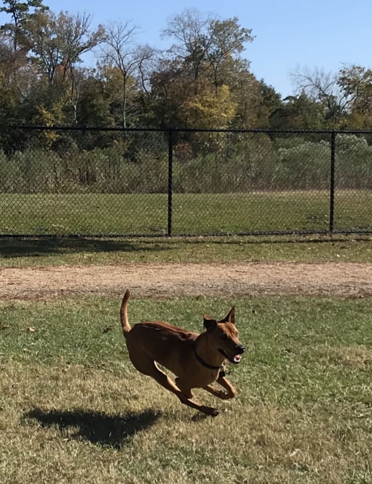 Chili Dog, a Southeast Asian Village Dog tested with EmbarkVet.com