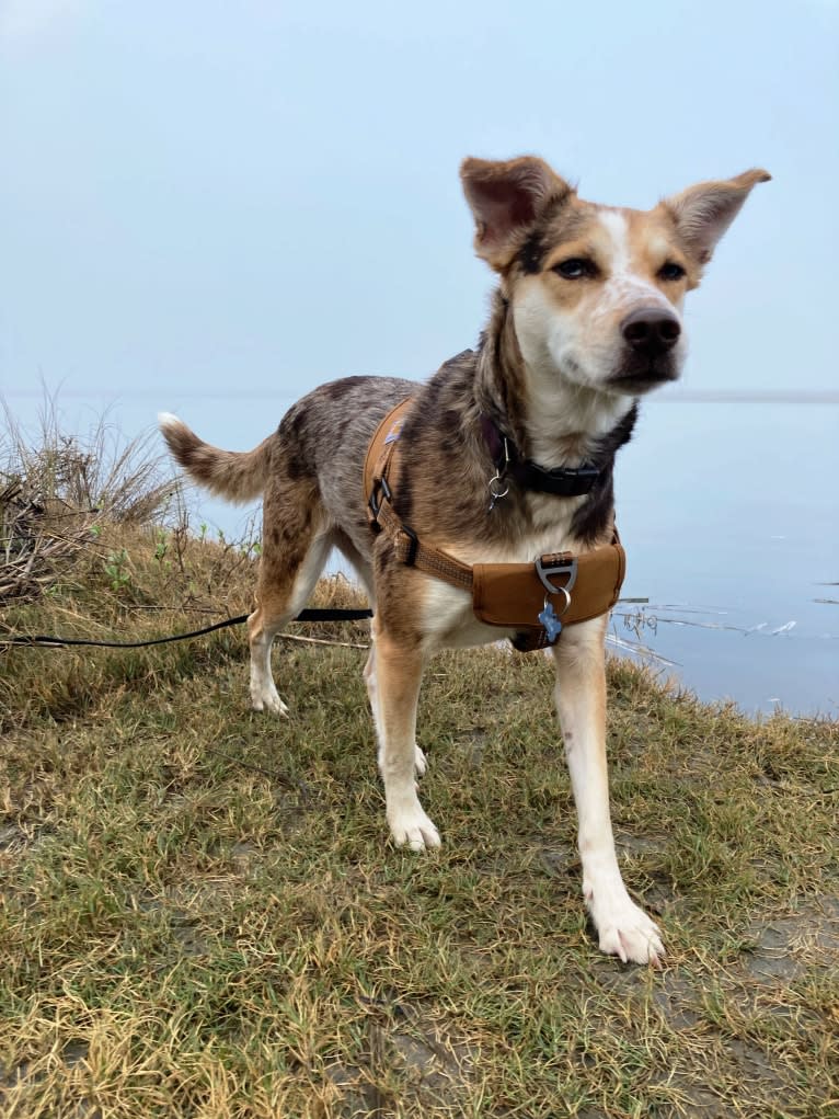 Kit, an Australian Cattle Dog and Chihuahua mix tested with EmbarkVet.com