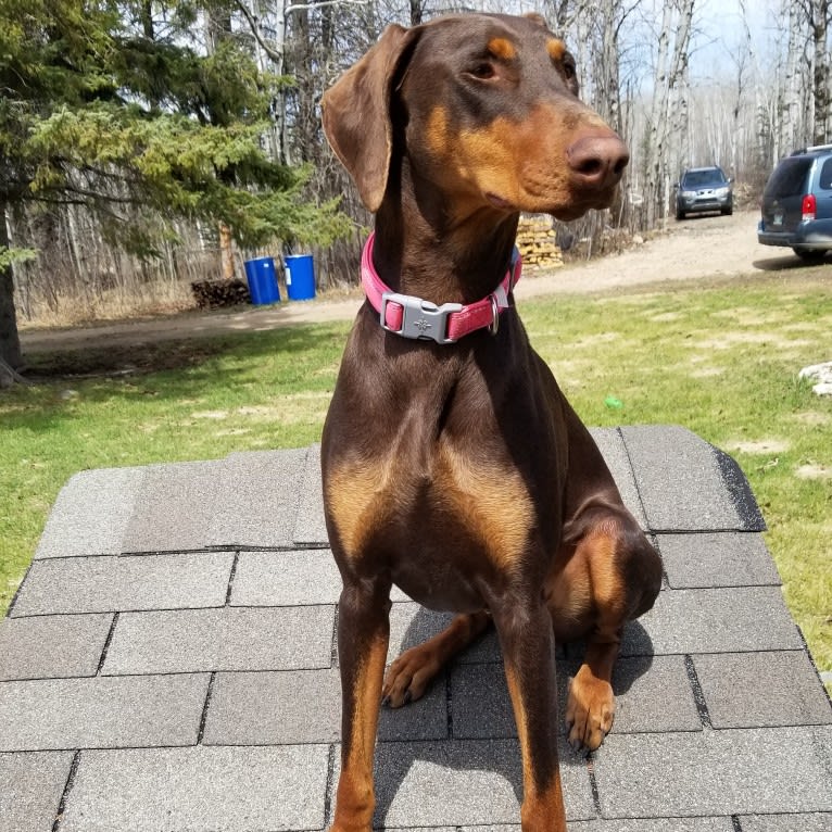 Tess, a Doberman Pinscher tested with EmbarkVet.com