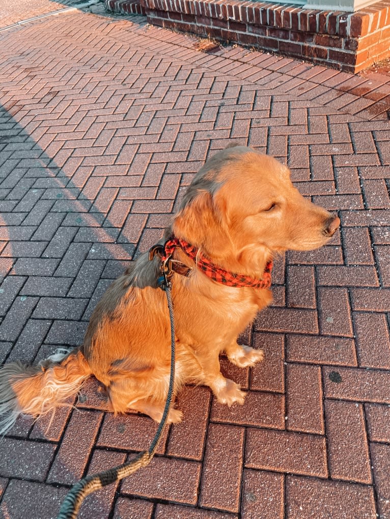 Marley, a Golden Retriever tested with EmbarkVet.com