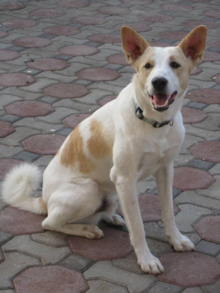 Ben, an Arabian Village Dog tested with EmbarkVet.com