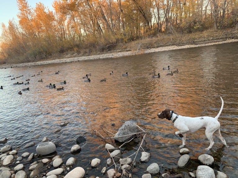 Ollie, a Pointer tested with EmbarkVet.com