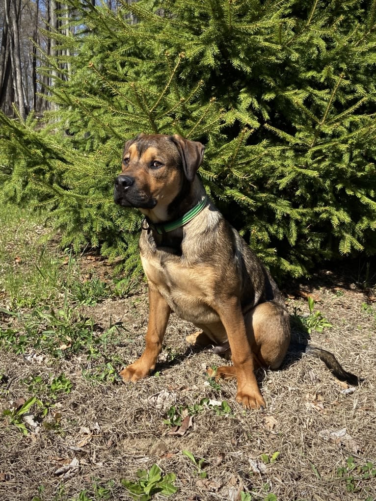 Lenny, a Rottweiler and American Pit Bull Terrier mix tested with EmbarkVet.com