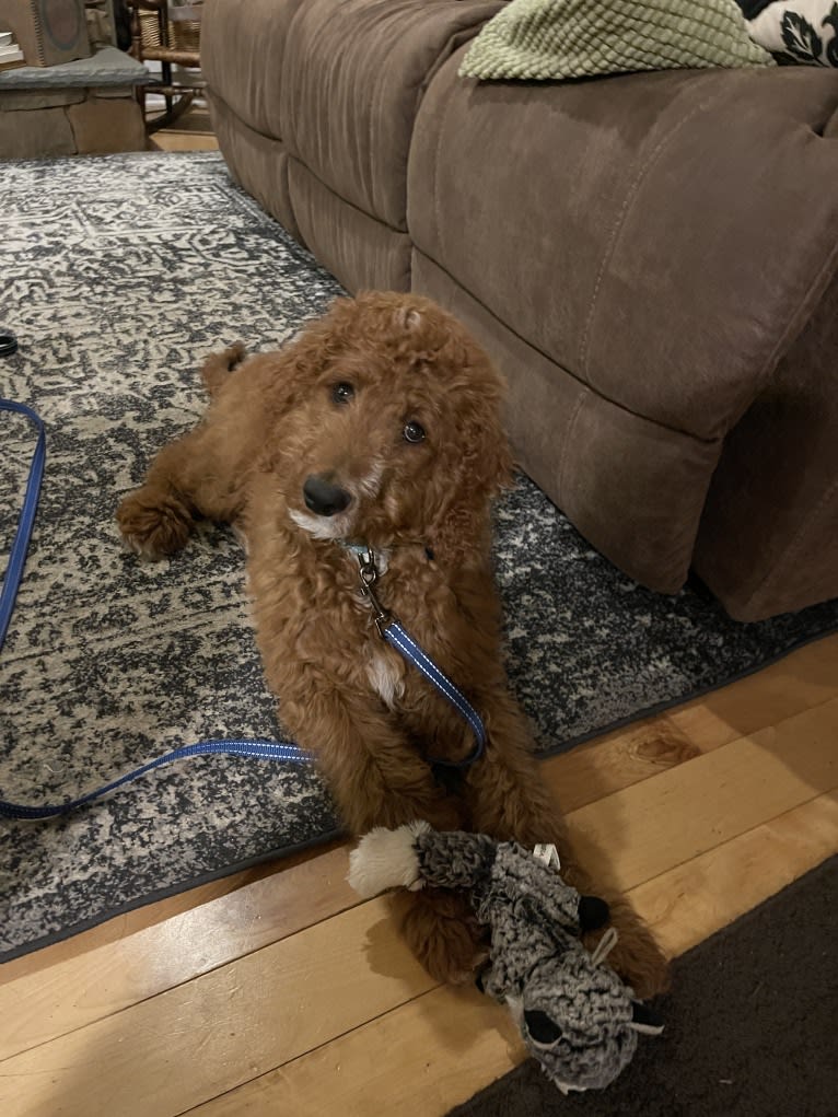 Figgy, a Goldendoodle tested with EmbarkVet.com