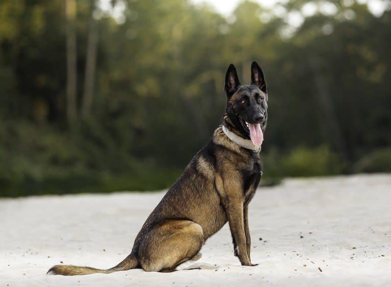 Kid, a Belgian Shepherd tested with EmbarkVet.com