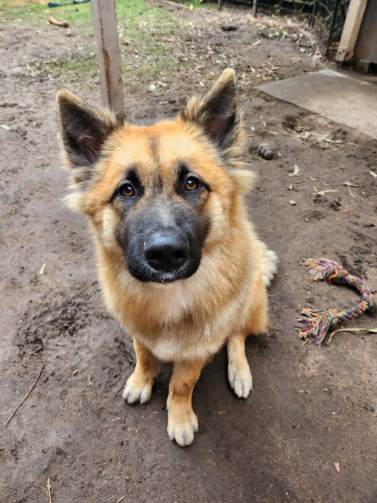 Tinos, a German Shepherd Dog and Alaskan Malamute mix tested with EmbarkVet.com