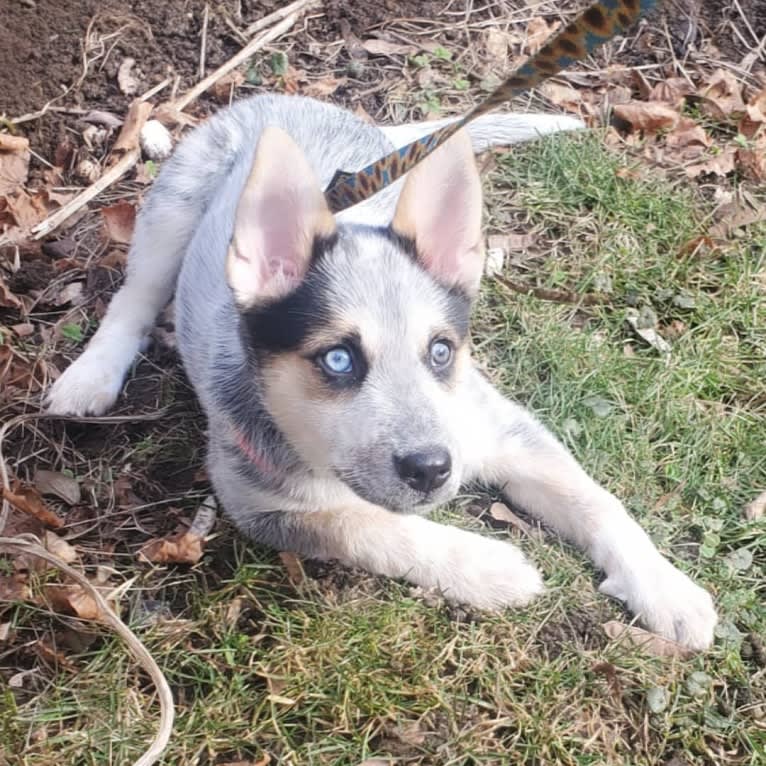 Flora, an Australian Cattle Dog and Siberian Husky mix tested with EmbarkVet.com