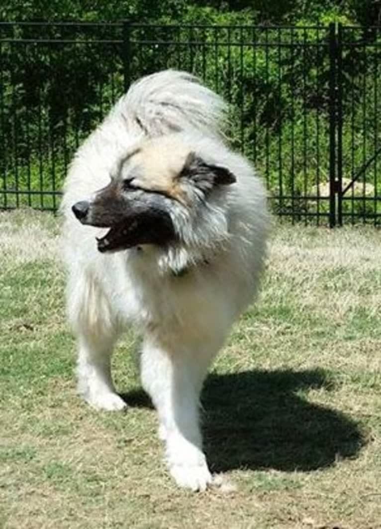 Monster, a Great Pyrenees and Alaskan Malamute mix tested with EmbarkVet.com