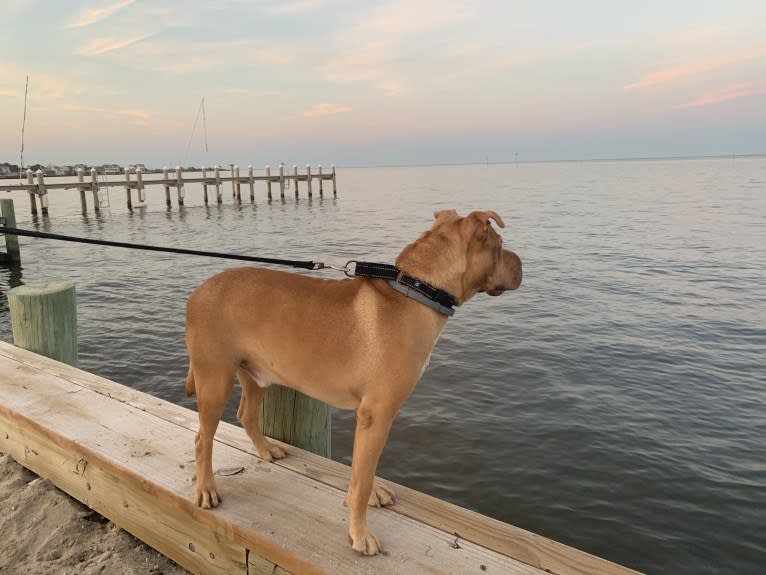 Oscar, an American Pit Bull Terrier and German Shepherd Dog mix tested with EmbarkVet.com