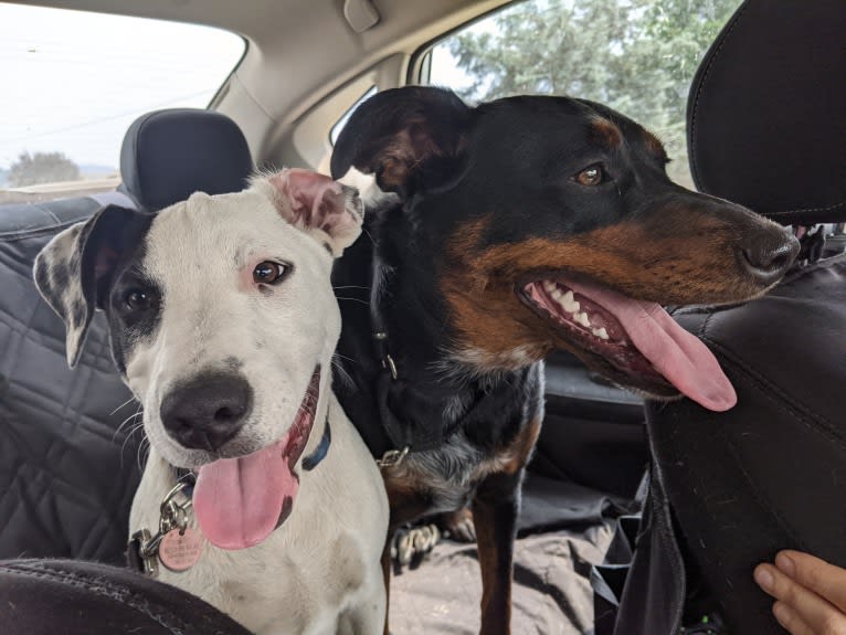 Arlo, an Australian Cattle Dog and Russell-type Terrier mix tested with EmbarkVet.com