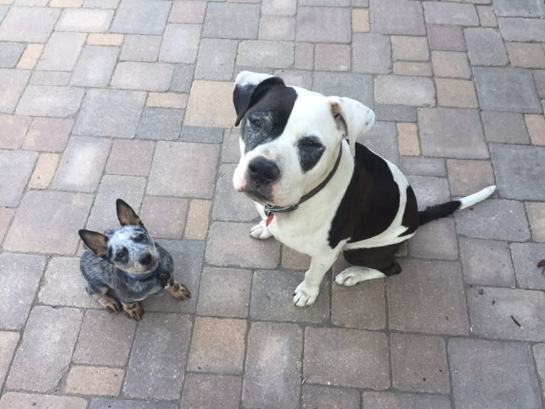 Gus, an American Pit Bull Terrier and Bulldog mix tested with EmbarkVet.com