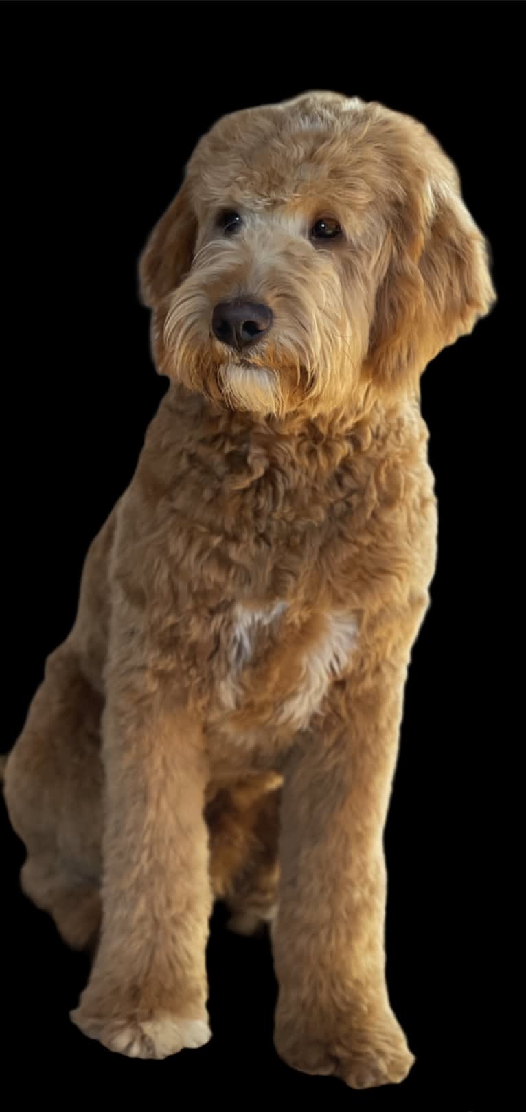 Sheamus, a Goldendoodle tested with EmbarkVet.com