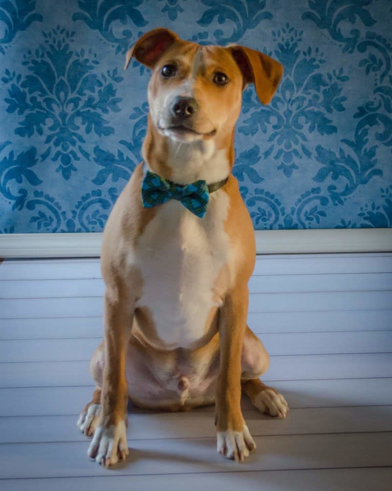 Photo of Frankenstein Sinatra, a Miniature Pinscher, American Pit Bull Terrier, American Staffordshire Terrier, and Mixed mix in KCMO, Missouri, USA