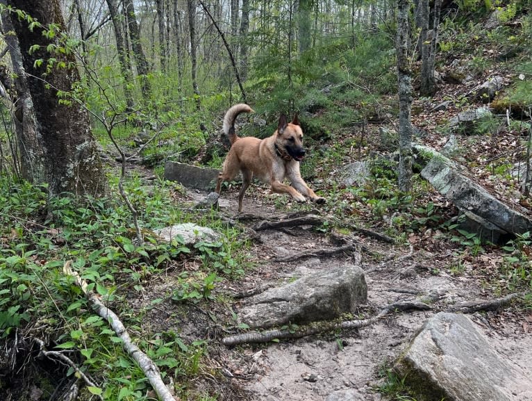 Everhett, a German Shepherd Dog and Australian Cattle Dog mix tested with EmbarkVet.com