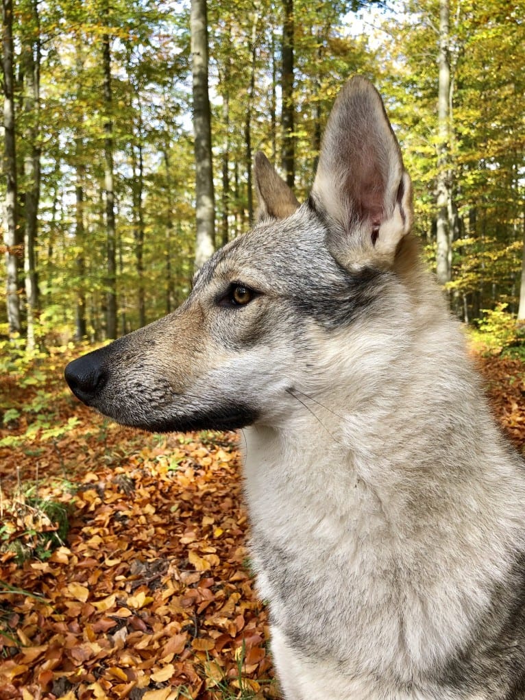 Caya, a Czechoslovakian Vlcak tested with EmbarkVet.com