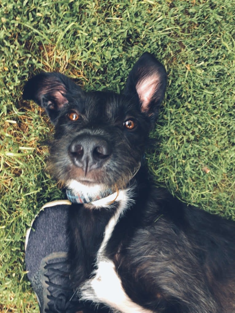 Hutchie, a Labrador Retriever and Russell-type Terrier mix tested with EmbarkVet.com