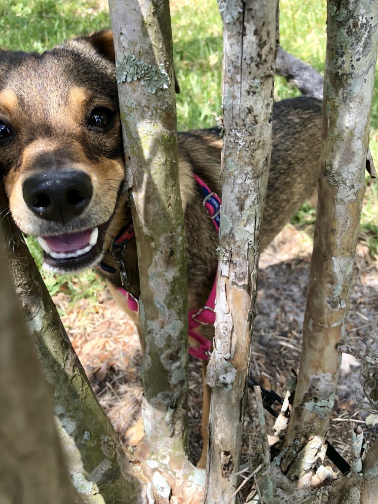 Daphne, a Chihuahua and Dachshund mix tested with EmbarkVet.com