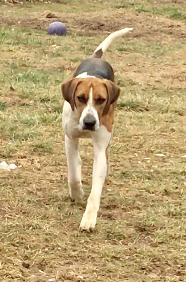 Brooks, an English Foxhound tested with EmbarkVet.com