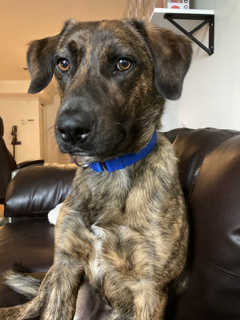 Rascal Fats, a Mountain Cur and Labrador Retriever mix tested with EmbarkVet.com