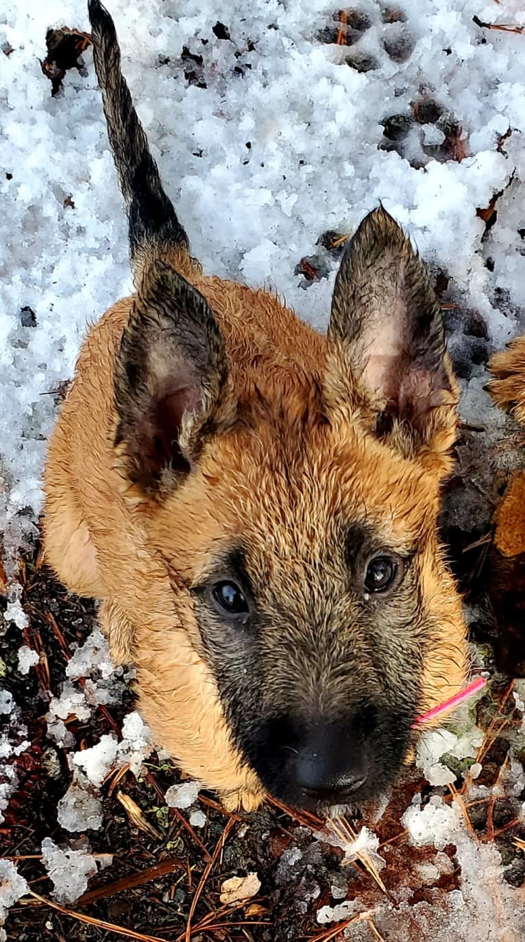 Bizzy, a Belgian Shepherd tested with EmbarkVet.com