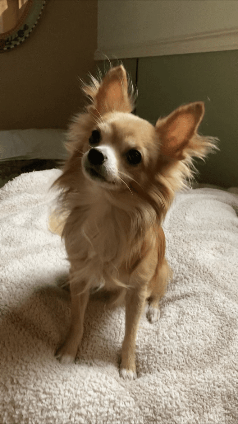 L'il Critter, a Chihuahua tested with EmbarkVet.com