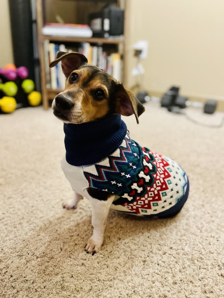 Pippet, a Dachshund and Chihuahua mix tested with EmbarkVet.com