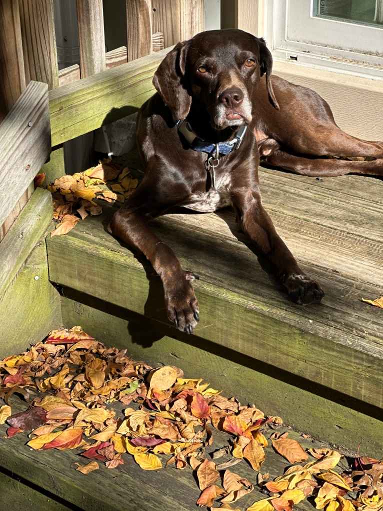 Ricky, a Boykin Spaniel and German Shorthaired Pointer mix tested with EmbarkVet.com