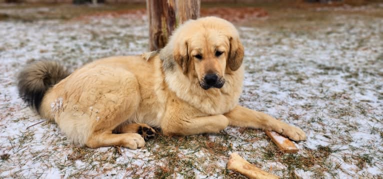 Rekha, a Tibetan Mastiff tested with EmbarkVet.com