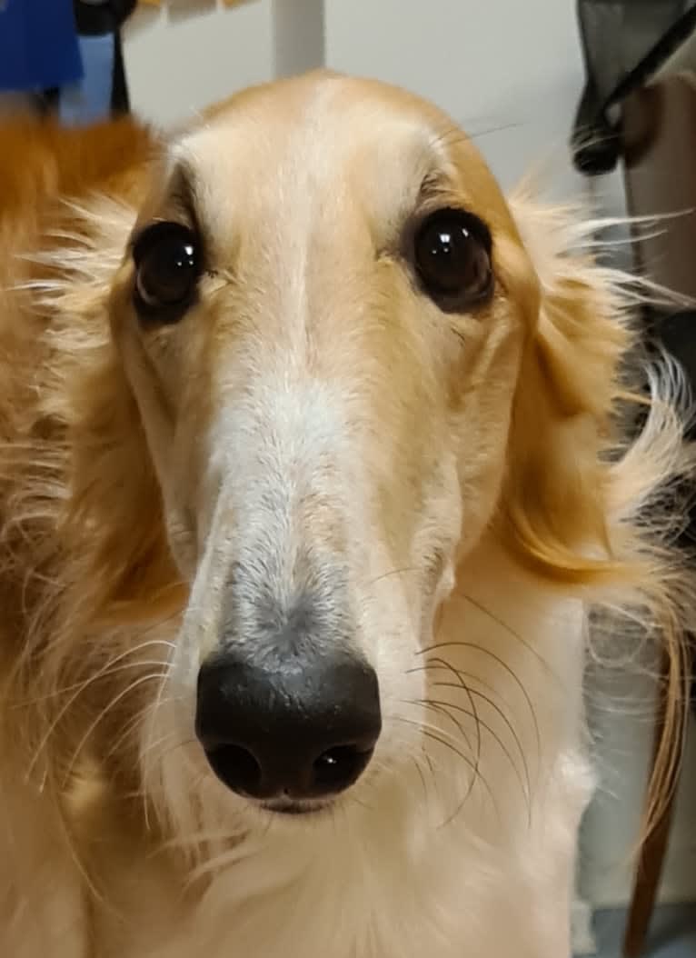 Carla, a Borzoi tested with EmbarkVet.com