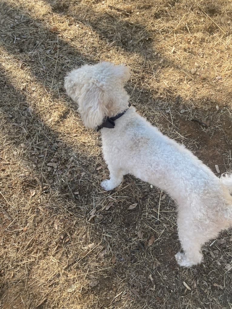 Pax, a Poodle (Small) and Cocker Spaniel mix tested with EmbarkVet.com
