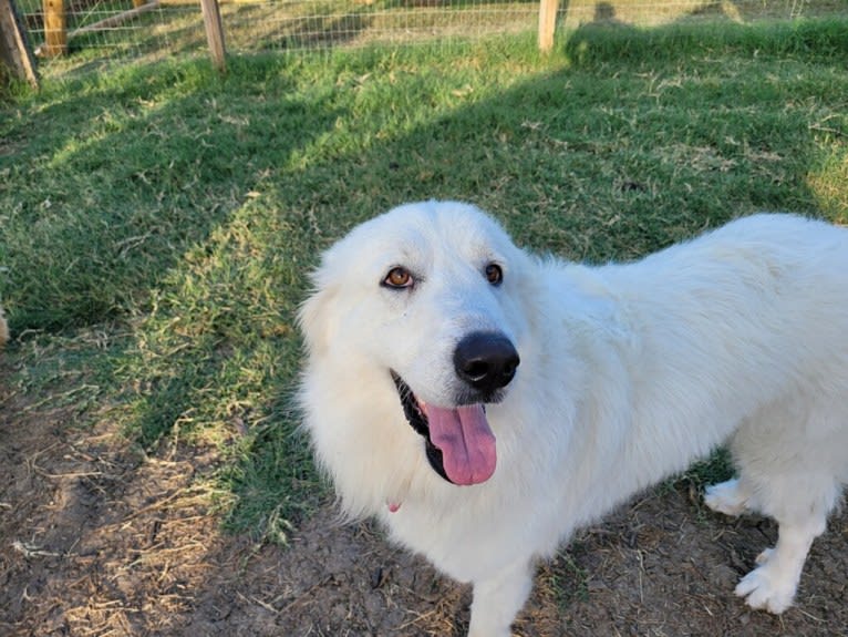 Looney “Chik’in Mini Bandit” Bear, a Great Pyrenees tested with EmbarkVet.com