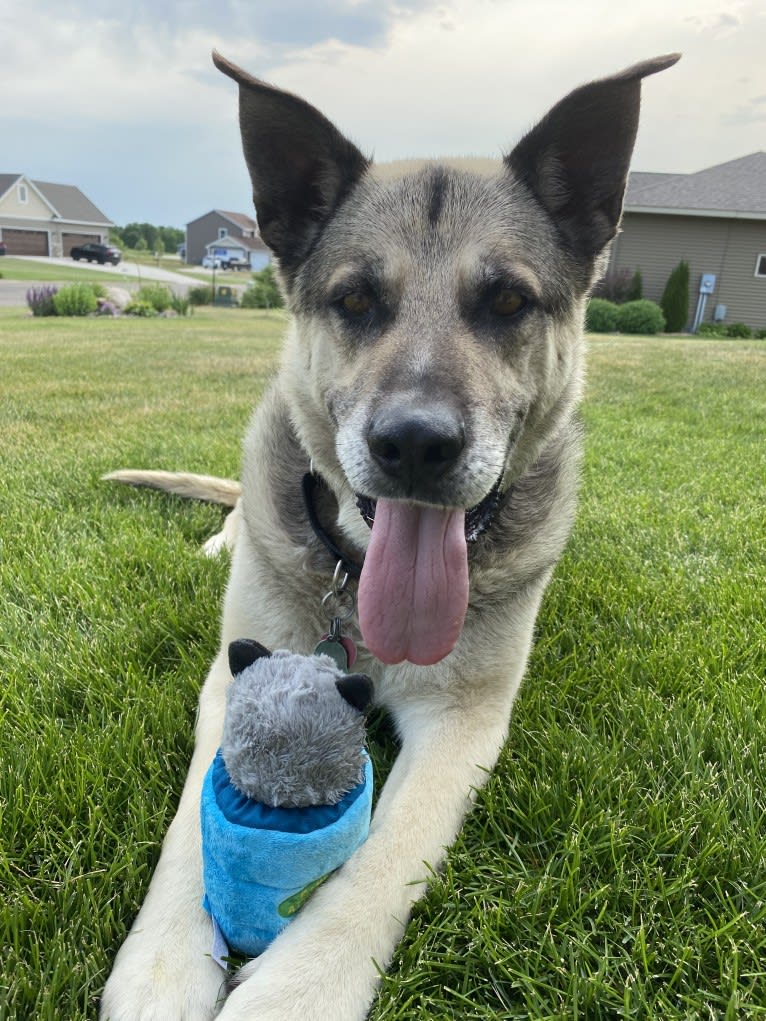 Tiko, a German Shepherd Dog and Perro de Presa Canario mix tested with EmbarkVet.com