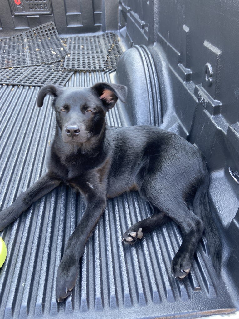 Saint, a Labrador Retriever and German Shepherd Dog mix tested with EmbarkVet.com